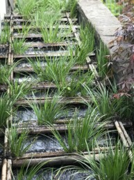 Stepped water feature